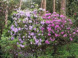 P5065156_augustinii_ja_concinnum_1024px Rhododendron augustinii and concinnum Rhododendron augustinii ja concinnum