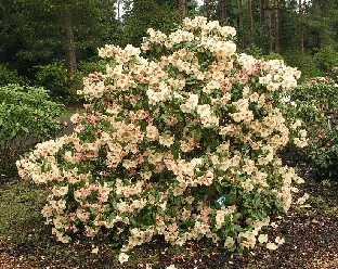 P5065157_Viscy_1024px Rhododendron 'Viscy'