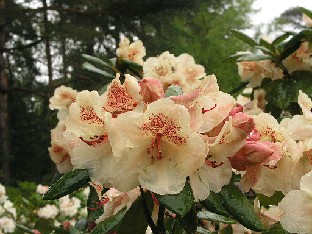 P5065159_Viscy_1024px Rhododendron 'Viscy'
