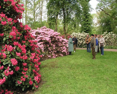 Botanika, Rhododendron Park, Bremen 5.5.2005