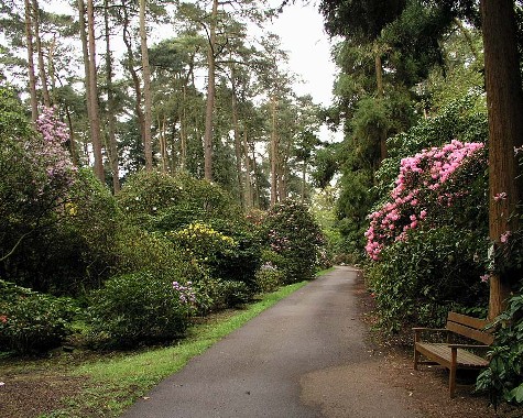 Rhododendronpark D.G. Hobbie, Westerstede 6.5.2005