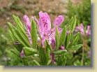 R. canadense 'Violetta', a named form from Arboretum Mustila, sold in garden shops in Finland.  9-Jun-2006
R. canadense 'Violetta', nimetty muoto Mustilan Arboretumista, saatavana puutarhamyymlist. 9.6.2006