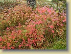 Bright fall colors of R. canadense azaleas. Osku's Showy is the one in front  with strong colored small leaves. 11-Oct-2003
Kanadanatsaleat saavat kirkkaat ruskan vrit syksyll.. Oskun Korea atsalea on etualalla ja sen pienet lehdet ovat voimakkaasti vrittyneet. 11.10.2003 