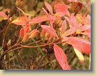 R. canadense Osku's Showy, orange seedpods and fine fall color on the leaves. 22-Oct-2006
Kanadanatsalea Oskun Korea, oranssiset siemenkodat ja komea syysvritys lehdill. 22.10.2006