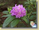 'Alfred' * 
  'Alfred'  
  
    
       
        
          
            Parentage:
              
               	(catawbinese hybrid by Waterer) 'Everestianum' selfed, H: T.J.R. Seidel (1891), INC: ICRA (1958).
          
          
            Habit:
             Roundish and dense. Height 1.4 m in 10 years.
          
          
            Flowers: 
             Frilled, brilliant lilac with  greenish spottings.
          
          
            Leaves: 
             Glabrous, dark green.
          
          
            Hardiness: 
            -15°F, -26°C 
          
          
            Comments: 
          Has thrived well in my forest garden. 
          
      
        
          
                  Perimä:
            (catawbinese hybrid by Waterer) 'Everestianum' selfed, H: T.J.R. Seidel (1891), INC: ICRA (1958).
          
          
                  Kasvutapa:
                   Pyöreä, säännöllisen muotoinen. Korkeus 1,4 m 10 vuodessa.
          
          
            Kukat: 
            Kirkkaan violetit, vihertävällä täplityksellä.
          
          
            Lehdet: 
             Sileät, tummanvihreät. 
          
          
            Kestävyys: 
            -26°C
          
          
            Kommentit: 
          On viihtynyt hyvin metsäpuutarhassani. 
          
      
  
  
 * (5 Slides)