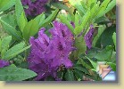 'Azurro' * 
  'Azurro'  
  
    
       
        
          
            Parentage:
              
               	((catawbiense hybrid 'Parson's Grandiflorum' x unknown hardy red) 'Nova Zembla' x (ponticum hybrid 'Purple Splendour')) X (ponticum hybrid 'Purple Splendour'), H: H. Hachmann (1976), REG: G. Stück (1988).
          
          
            Habit:
             Well-branching, compact. Height 1.1 m in 10 years.
          
          
            Flowers: 
             Deep to strong purple, tinged deep reddish-purple, with a dark red blotch.
          
          
            Leaves: 
             Glossy, medium green.
          
          
            Hardiness: 
            -15°F, -26°C 
          
          
            Comments: 
           
          
      
        
          
                  Perimä:
            ((catawbiense hybrid 'Parson's Grandiflorum' x unknown hardy red) 'Nova Zembla' x (ponticum hybrid 'Purple Splendour')) X (ponticum hybrid 'Purple Splendour'), H: H. Hachmann (1976), REG: G. Stück (1988).
          
          
                  Kasvutapa:
                   Hyvin haaroittuva, kompakti. Korkeus 1,1 m 10 vuodessa.
          
          
            Kukat: 
            Voimakkaan violetit, tummanpunainen täplä.
          
          
            Lehdet: 
             Kiiltävät, keskivihreät. 
          
          
            Kestävyys: 
            -26°C
          
          
            Kommentit: 
           
          
      
  
  
 * (3 Slides)