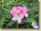 'Brigitte' * 
  'Brigitte'  
  
    
       
        
          
            Parentage:
              
               	insigne x  (Waterer hybrid 'Mrs. J.G. Millais'), H: H. Hachmann (1965), REG: G. Stück (1983).
          
          
            Habit:
             Compact, dense, broad habit. Height 1.2 m in 10 years.
          
          
            Flowers: 
             Pink edges and white in center, with yellow-green blotch.
          
          
            Leaves: 
             Glossy, dark green.
          
          
            Hardiness: 
            -11°F, -24°C 
          
          
            Comments: 
          Has not flowered well every year in my garden as flower buds have got damage  already at approx. -4°F, -20°C. Nice foliage plant. 
          
      
        
          
                  Perimä:
            insigne x (Waterer hybrid 'Mrs. J.G. Millais'), H: H. Hachmann (1965), REG: G. Stück (1983).
          
          
                  Kasvutapa:
                   Kompakti, tuuhea ja leveä kasvu. Korkeus 1,2 m 10 vuodessa.
          
          
            Kukat: 
            Vaaleanpunaiset reunat ja keskeltä valkoiset, keltavihreä täplitys.
          
          
            Lehdet: 
             Kiiltävät, tummanvihreät. 
          
          
            Kestävyys: 
            -24°C
          
          
            Kommentit: 
          Ei ole kukkinut hyvin vuosittain, koska nuput ovat paleltuneet jo -20°C pakkasilla. Kaunis pensas lehdiltään.
          
      
  
  
 * (7 Slides)