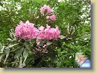 smirnowii * 
  Rhododendron smirnowii  Traut. 1886
  
    
       
        
          
            Classification:
            Hymenanthes Ponticum Pontica 
          
          
            Geographical Origin:
              
             N.E. Turkey and adjacent areas of Caucasus, 800 - 2,300 m ( 2,800 - 7,500 ft) . 
          
          
            Habit:
            Compact bush in open, upright in shade. Height 1 to 3 m in 10 years.
          
          
            Flowers: 
            Pink to rose-purple, brown to yellow spots. 
          
          
            Leaves: 
            Upper surface glabrous,  dark green. Lower surface dense, white or fawn to pale brown indumentum. New growth covered with  white woolly tomentum.
          
          
            Hardiness: 
            -20°F, -29°C or even colder
          
          
            Comments: 
          Several old plants in Southern Finland. R. smirnowii seems to be pretty hardy. 
          
      
        
          
            Luokitus:
            Hymenanthes Ponticum Pontica 
          
          
                  Levinneisyys:
            Koillis-Turkki ja viereiset alueet Kaukasuksella, 800 - 2300 m.
          
          
                  Kasvutapa:
                  Kompakti pensas avoimella, korkeampi varjossa. Korkeus 1 - 3 m 10 vuodessa.
          
          
            Kukat: 
            Vaaleanpunaisesta vaaleansinipunervaan, ruskeat tai keltaiset pilkut.
          
          
            Lehdet: 
            Yläpinta sileä, tummanvihreä. Alapinnalla tiheä vaalea, vaalean kellertävä tai vaalean ruskea karvoitus (indumentum). Uudet versot kauniin valkoisen karvoituksen (tomentum) peittämät.
          
          
            Kestävyys: 
            -29°C tai jopa kylmempää
          
          
            Kommentit: 
          Useita vanhoja pensaita Etelä-Suomessa.  R. smirnowii vaikuttaa olevan melkoisen kestävä. 
          
      
  
  
 * (9 Slides)