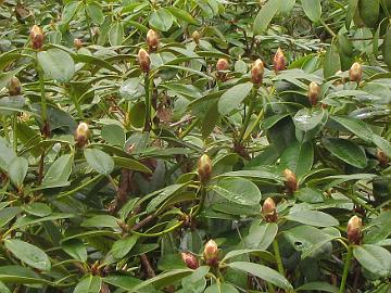 IMG_2815_Alli_flower_buds_Original_plant_at_Reijo_Hahkala's_Rhododendron_park_1024px 'Alli', photo by Marjatta Uosukainen