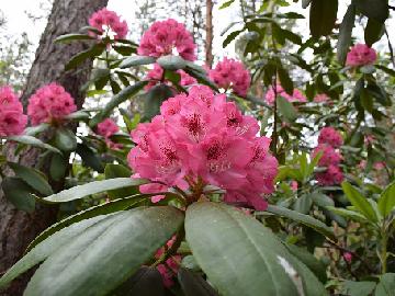 Kuva 2. Rhododendron Jussi DSC_2297 1024px 'Jussi', photo by Marjatta Uosukainen