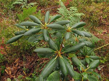 IMG_4756_Kristian's_Pink_grafted_plant_9.9.2014 'Kristian's Pink'