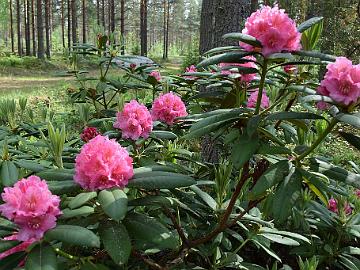 11. MU DSC_0372 KA-024 Rhododendron Kristiina 'Kristiina', photo by Marjatta Uosukainen