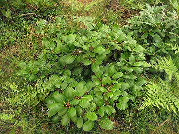 IMG_0490_Nikodemus_Nikox-01_plant_habit_1024px 'Nikodemus', dense and low growth habit