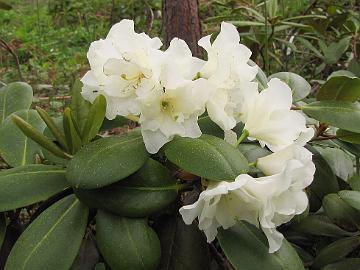 IMG_3352_Nikodemus_Nikox-01_flowers_1024px 'Nikodemus', yellowish white flowers