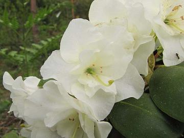 IMG_3360_Nikodemus_Nikox-01_flowers_1024pix 'Nikodemus', yellowish white flowers