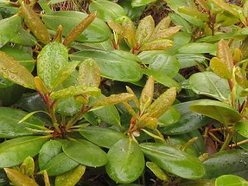 IMG_4168_Nikodemus_Nikox-01_new_growth_1024px 'Nikodemus', young leaves are strong greenish yellow