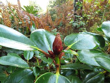 IMG_6524_Nikodemus_Nikox-01_flower_bud_1024px 'Nikodemus', dark flower bud