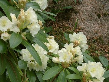 Rhododendron Suomi 100 95031-2 kukinta2 - adj-10_1024px_Jaakko_Saarinen 'Suomi 100', photo by Jaakko Saarinen