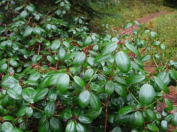 MU DSCN4906 TTA-762 Rhododendron Tiuku 'Tiuku', photo by Marjatta Uosukainen