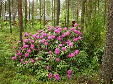 5.MU DSCN_9930 H-095 Rhododendron Unelma 'Unelma', photo by Marjatta Uosukainen