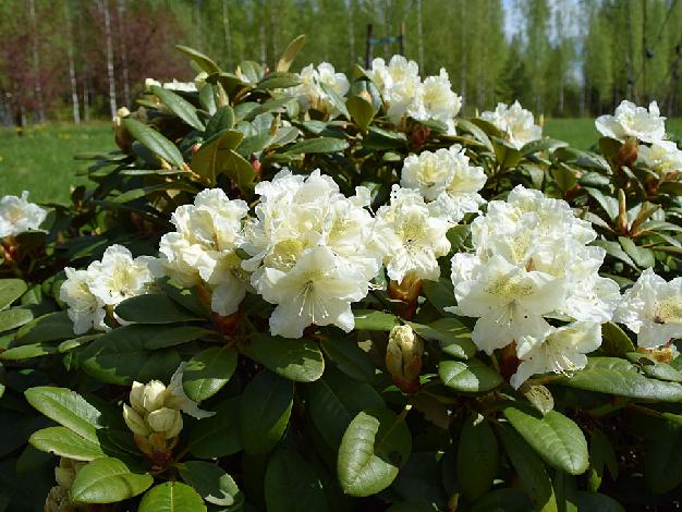 Suomalaiset alppiruusulajikkeet - Finnish Rhododendron Hybrids