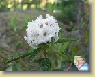 'Arctic Tern' * 
  'Arctic Tern' 
  
    
       
        
          
            Parentage:
              
               	trichostromum hybrid, R: H.L. Larson, REG: P.A. Cox (1982).              
              Reported to be a trichostromum cross with Ledum. (H.L. Larson)
              May be trichostomum x micranthum. (P.A. Cox)
          
          
            Habit:
             Straggly  shrub, more compact in sun. Height 1.2 m in 10 years.
          
          
            Flowers: 
             White  flowers.
          
          
            Leaves: 
             Dark dull green leaves.
          
          
            Hardiness: 
             -5°F, -21°C 
          
          
            Comments: 
          Has so-far survived and bloomed well in my garden down to -5°F, -21°C.
          
      
        
          
                  Perimä:
            trichostromum hybrid, R: H.L. Larson, REG: P.A. Cox (1982).
              Raportoitu olevan trichostromum risteytys  Ledum lajin kanssa. (H.L. Larson)
Saattaa olla trichostomum x micranthum. (P.A. Cox)
          
          
                  Kasvutapa:
                  Harittava pensas, kompaktimpi aurinkoisella paikalla. Korkeus 1,2 m 10 vuodessa.
          
          
            Kukat: 
            Valkoiset kukat. 
          
          
            Lehdet: 
            Tummanvihreät kiillottomat lehdet. 
          
          
            Kestävyys: 
            -21°C
          
          
            Kommentit: 
          On tähän mennessä pysynyt elossa ja kukkinut hyvin puutarhassani (min. -21°C). 
          
      
  
  
 * (5 Slides)