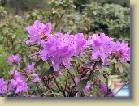 'Blumiria' * 
  'Blumiria'  
  
    
       
        
          
            Parentage:
              
            (russatum x impeditum) 'Azurika' x (lavender form of impeditum x augustinii) Blue Tit Group, H: H. Hachmann (1978), REG: G. Stück (1988).              
          
          
            Habit:
             Compact plant. Height 45 cm, width 90 cm in 10 years.
          
          
            Flowers: 
             Vivid purple to brilliant violet  flowers.
          
          
            Leaves: 
             Glossy dark green leaves.
          
          
            Hardiness: 
            -17°F, -27°C 
          
          
            Comments: 
          Has thrived well in my archipelago garden. 
          
      
        
          
                  Perimä:
            (russatum x impeditum) 'Azurika' x (lavender form of impeditum x augustinii) Blue Tit Group, H: H. Hachmann (1978), REG: G. Stück (1988). 
          
          
                  Kasvutapa:
                  Kompakti pensas. Korkeus 45 cm, leveys 90 cm 10 vuodessa.
          
          
            Kukat: 
            Kirkkaan violetit kukat. 
          
          
            Lehdet: 
            Kiiltävät tummanvihreät lehdet. 
          
          
            Kestävyys: 
            -27°C
          
          
            Kommentit: 
          On viihtynyt hyvin saariston puutarhassani.
          
      
  
  
 * (4 Slides)