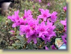 'Frosthexe' * 
  'Frosthexe'  
  
    
       
        
          
            Parentage:
              
               	anthopogon x  lapponicum  , H: W. Reich (1979), REG: W. Reich  (1992).
          
          
            Habit:
             Compact plant. Height 40 cm in 10 years.
          
          
            Flowers: 
             Reddish purple  flowers.
          
          
            Leaves: 
             Dark green leaves.
          
          
            Hardiness: 
            -18°F, -28°C (?) 
          
          
            Comments: 
          One of the best for cold climates.
          
      
        
          
                  Perimä:
            anthopogon x lapponicum , H: W. Reich (1979), REG: W. Reich (1992).
          
          
                  Kasvutapa:
                  Kompakti pensas. Korkeus 40 cm 10 vuodessa.
          
          
            Kukat: 
            Punertavan violetit  kukat. 
          
          
            Lehdet: 
            Tumman vihreät  lehdet. 
          
          
            Kestävyys: 
            -28°C (?) 
          
          
            Kommentit: 
          Eräs parhaista kylmiin ilmastoihin. 
          
      
  
  
 * (5 Slides)