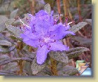'Lauretta' * 
  'Lauretta' 
  
    
       
        
          
            Parentage:
              
               	(russatum x impeditum hybrid 'Moerheim') 'Sacko' x (russatum x ((intricatum x fastigiatum) Intrifast Group x augustinii) Blue Diamond Group) 'Gletschernacht', H: H. Hachmann (1978), REG: G. Stück (1991).              
          
          
            Habit:
             Compact plant. Height 60 cm in 10 years.
          
          
            Flowers: 
             Brilliant violet  flowers.
          
          
            Leaves: 
             Glossy green leaves.
          
          
            Hardiness: 
            -17°F, -27°C 
          
          
            Comments: 
          Has thrived well in my archipelago garden. 
          
      
        
          
                  Perimä:
            (russatum x impeditum hybrid 'Moerheim') 'Sacko' x (russatum x ((intricatum x fastigiatum) Intrifast Group x augustinii) Blue Diamond Group) 'Gletschernacht', H: H. Hachmann (1978), REG: G. Stück (1991).
          
          
                  Kasvutapa:
                  Kompakti pensas. Korkeus 60 cm 10 vuodessa.
          
          
            Kukat: 
            Kirkkaan sinertävän violetit kukat. 
          
          
            Lehdet: 
            Kiiltävän vihreät lehdet. 
          
          
            Kestävyys: 
            -27°C
          
          
            Kommentit: 
          On viihtynyt hyvin saariston puutarhassani.
          
      
  
  
 * (3 Slides)