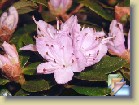 'Moerheim' * 
  'Moerheim', syn. 'Moerheim Blue'  
  
    
       
        
          
            Parentage:
              
            impeditum hybrid, H: J.D Ruys, REG: J.D Ruys (1965).              
          
          
            Habit:
             Compact plant. Height 30 cm in 10 years.
          
          
            Flowers: 
             Aster violet    flowers.
          
          
            Leaves: 
             Glossy, dark green leaves.
          
          
            Hardiness: 
            -15°F, -26°C (?) 
          
          
            Comments: 
           
          
              
      
        
          
                  Perimä:
            impeditum hybrid, H: J.D Ruys, REG: J.D Ruys (1965). 
          
          
                  Kasvutapa:
                  Kompakti pensas. Korkeus 30 cm 10 vuodessa.
          
          
            Kukat: 
            Vaaleanpunaiset kukat. 
          
          
            Lehdet: 
            Kiiltävät tummanvihreät lehdet. 
          
          
            Kestävyys: 
            -26°C (?) 
          
          
            Kommentit: 
           
          
              
    
  
  
 * (2 Slides)