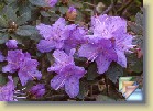 'Ramapo' * 
  'Ramapo'  
  
    
       
        
          
            Parentage:
              
               	minus Carolinianum Group x fastigiatum, H: G.G. Nearing (pre 1940), INC: ICRA (1958).
          
          
            Habit:
             Dense shrub. Height 70 cm, width 130 cm in 10 years.
          
          
            Flowers: 
             Light violet flowers.
          
          
            Leaves: 
             Bluish-green, very aromatic, in winter deep metallic hue.
          
          
            Hardiness: 
            -18°F, -28°C 
          
          
            Comments: 
          Very hardy, but I have not been successful in getting 'Ramapo' to flower well in my forest garden. 
          
      
        
          
                  Perimä:
            minus Carolinianum Group x fastigiatum, H: G.G. Nearing (pre 1940), INC: ICRA (1958).
          
          
                  Kasvutapa:
            Tuuhea pensas. Korkeus 60 cm, leveys 130 cm 10 vuodessa.
          
          
            Kukat: 
            Vaaleanvioletit  kukat. 
          
          
            Lehdet: 
            Sinertävän vihreät kesällä, erittäin aromaattiset, tummuvat talven ajaksi. 
          
          
            Kestävyys: 
            -28°C
          
          
            Kommentit: 
          Erittäin kestävä, mutta en ole onnistunut saamaan lajiketta kukkimaan hyvin saariston metsäpuutarhassani. 
          
      
  
  
 * (2 Slides)