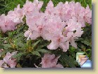 'Robert Seleger' * 
  'Robert Seleger'  
  
    
       
        
          
            Parentage:
              
               	calostrotum ssp.  keleticum  hybrid, R: D.G. Hobbie (c 1960), I: D.G. Hobbie (1978).
          
          
            Habit:
             Compact plant. Height 30 cm in 10 years.
          
          
            Flowers: 
             Pale rose   flowers.
          
          
            Leaves: 
             Dark green leaves.
          
          
            Hardiness: 
            -5°F, -21°C 
          
          
            Comments: 
          I had a plant that died first winter (-5°F, -21°C). Took cuttings and they have survived several years. Benefits from snow cover in Finland. 
          
      
        
          
                  Perimä:
            calostrotum ssp. keleticum hybrid, R: D.G. Hobbie (c 1960), I: D.G. Hobbie (1978).
          
          
                  Kasvutapa:
                  Kompakti pensas. Korkeus 30 cm 10 vuodessa.
          
          
            Kukat: 
            Vaaleanpunaiset  kukat. 
          
          
            Lehdet: 
            Tummanvihreät  lehdet. 
          
          
            Kestävyys: 
            -21°C
          
          
            Kommentit: 
          Minulla oli pensas, joka kuoli ensimmäisenä talvena (-21°C). Otin pistokkaita ja ne ovat kestäneet useita vuosia. Hyötyy lumisuojasta Suomessa. 
          
      
  
  
 * (2 Slides)