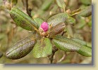 R. ledebourii flower bud, night before +16F (-9C) 22-Mar-2008
R. ledebourii nuppu, edellisen yn -9C. 22.3.2008