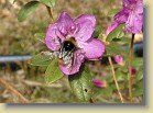 Bumblebee and R. ledebourii flower. 18-May-2003
Kimalainen ja R. ledebourii kukka. 18.5.2003