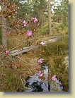 R. ledebourii late autum flowers. 25-Oct-2008
R. ledebourii myhist syyskukintaa. 25.10.2008