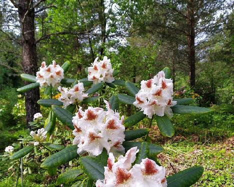 IMG_20240602_131316 Annuska_1024px 'Annuska'