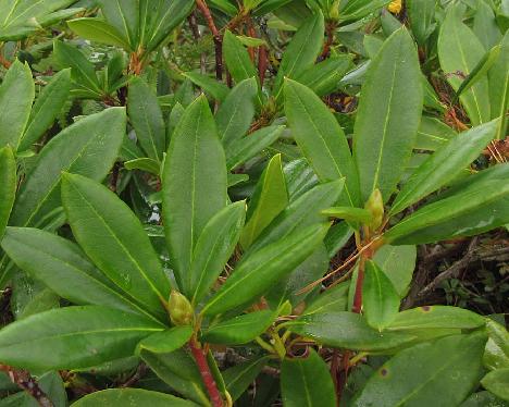 IMG_4760_Elsie_Maria_flower_buds_and_leaves_9.9.2014 'Elsie Maria' flower buds