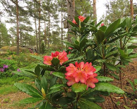 IMG_5625_Hehku_ElsBohm-01_flowering_plant 'Hehku'