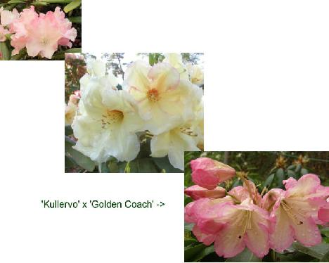 Kullervo_x_Golden_Coach 'Henrika', parentage 'Kullervo' x 'Golden Coach' (code name KullGoldC-01)