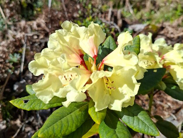 'Jellona'