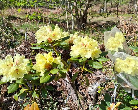 20250524_095037_BracAurHeid-02_brach_x_aureum_X_Heidrun_02_OJ 1024px 'Jellona'