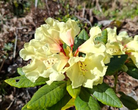 20250524_095051 Jellona _BracAurHeid-02_brach_x_aureum_X_Heidrun_02_OJ - 1024px 'Jellona'