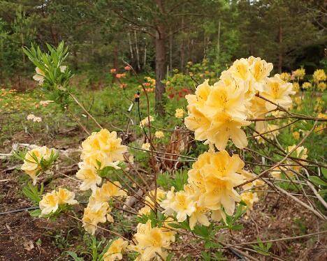 P6073573_Keijuli_molle_ssp_japonicum_x_luteum_X_molle_ssp_japonicum_09_RH_1024px 'Keijuli'