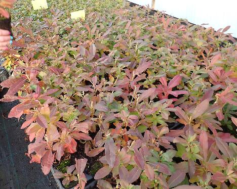 PB040328 Kristian's Candy M40 - 1024px 'Kristian's Candy' multipot plants at a nursery