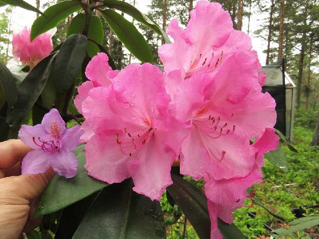 'Kristian's Monarch'