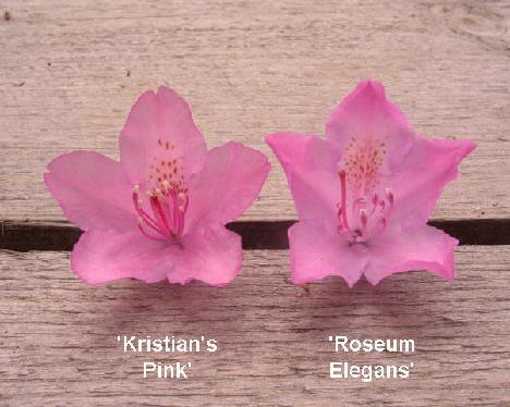 Kristians_Pink_kukat_vertailu 'Kristian's Pink' vs. 'Roseum Elegans'