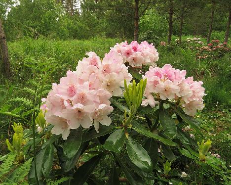 IMG_5680_Kyllikki_HeluKenJ-02_flowering_plant_1024px 'Kyllikki', flowering plant