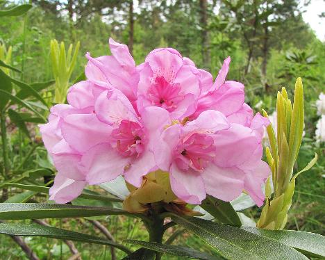 IMG_7162_Kyllikki_HeluKenJ-02_just_opened_flowers_1024px 'Kyllikki', flower truss