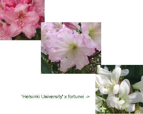 Helsinki_University_x_fortunei_Kew 'Lumotar'