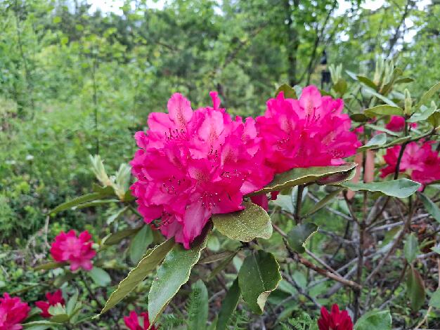 'Marin Puna'